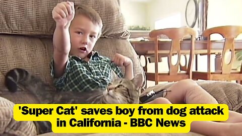'Super Cat' saves boy from dog attack in California - BBC News