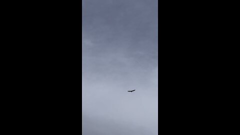 Peaceful Flight