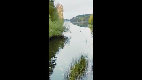 Animal funny moments
