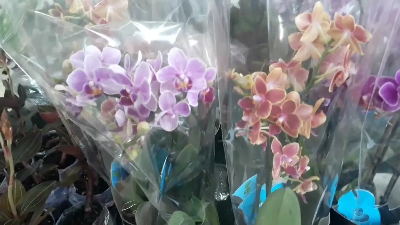 Planta Ludisia o oxigênio das plantas faz bem à nossa saúde .