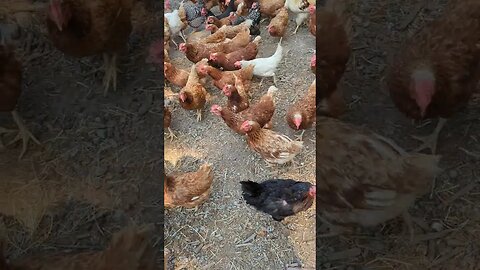 #chickens #shorts #farm #homesteading #farmlife