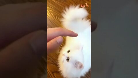 Cutest white kitten playing happy #petsandwild #babycats #kittens