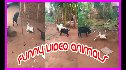 Funny Video Animals