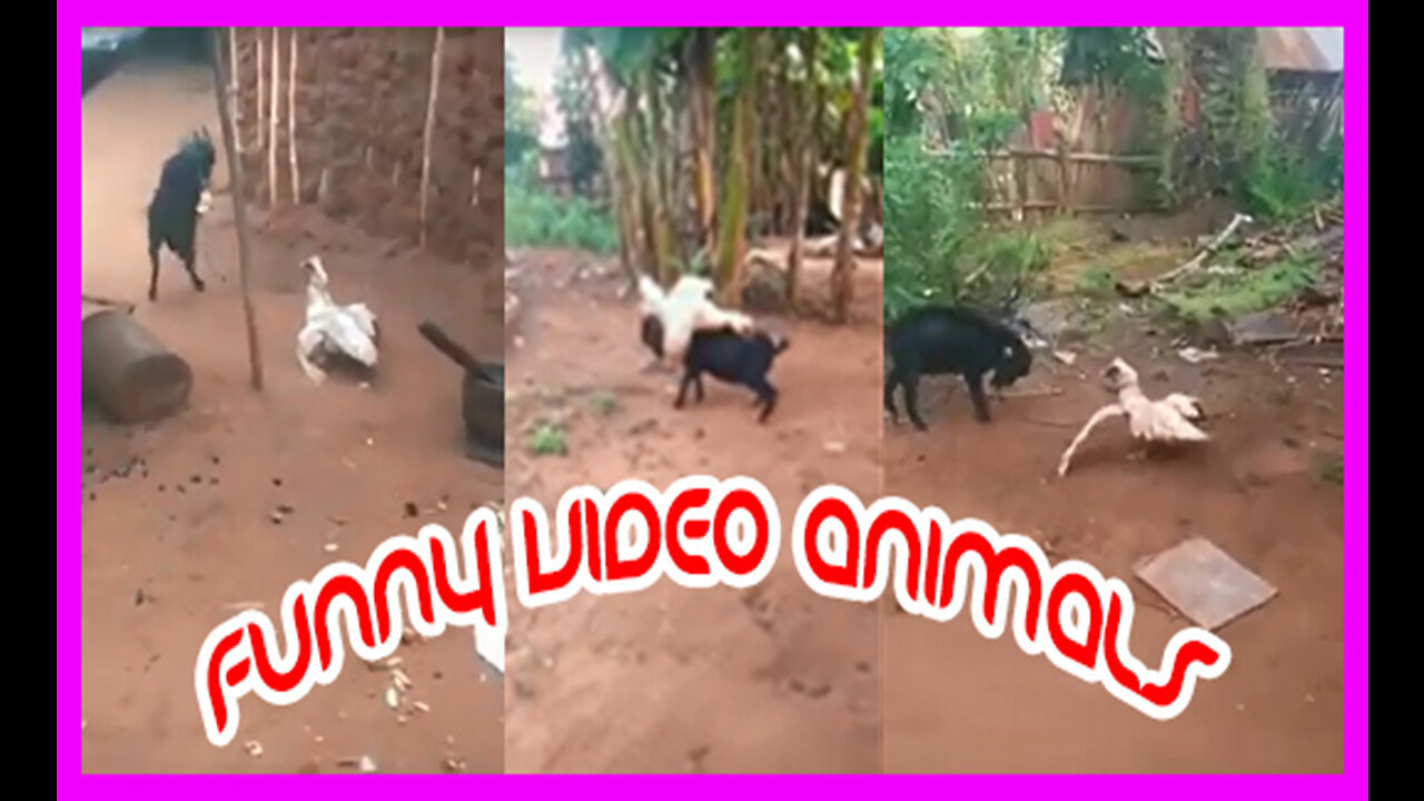Funny Video Animals