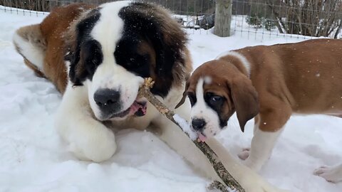 Brothers- St. Bernards and Great Dane brothers are inseparable