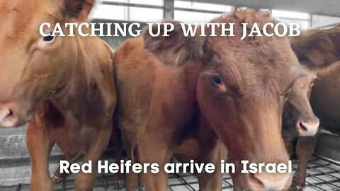 CUWJ 95: Red Heifers arrive in Israel