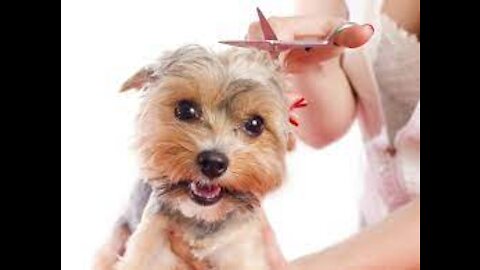 dogs cut