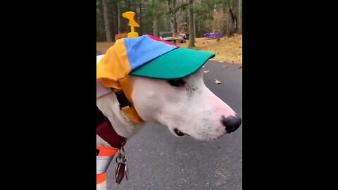 Try not to laugh Funny animals shorts funnyvideo