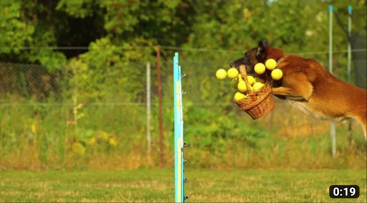Dog ball basket border collie jumping enjoyment