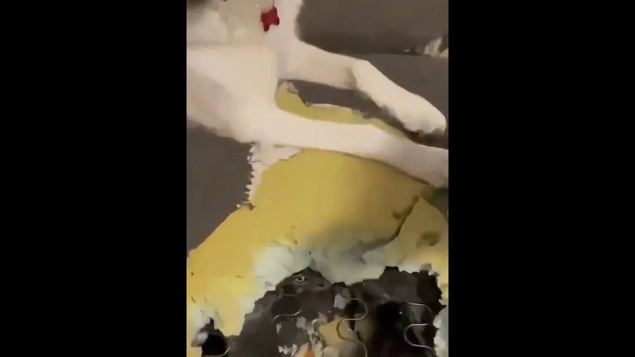 Look mom, we found your kitty..🐕🐾🛋️🐈😂😂