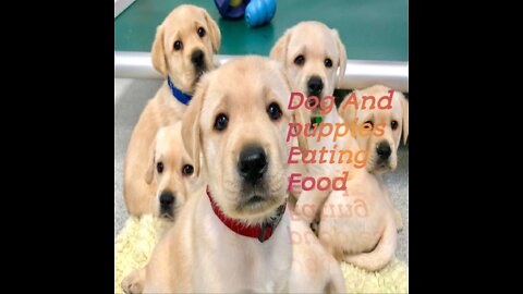 Dog puppies Eating Food video