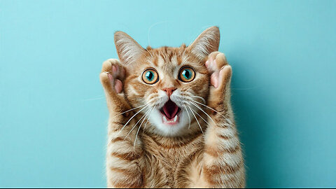 Funny Animals Adorable Cats and Dogs