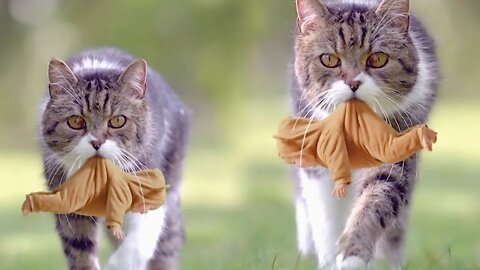 Mother Cat moves with her baby
