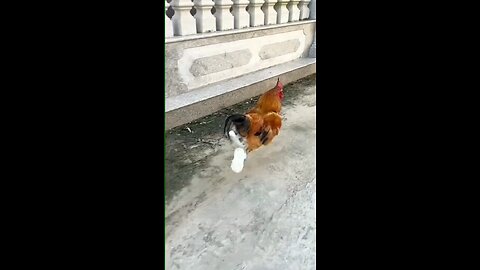 hen funny video rumble.