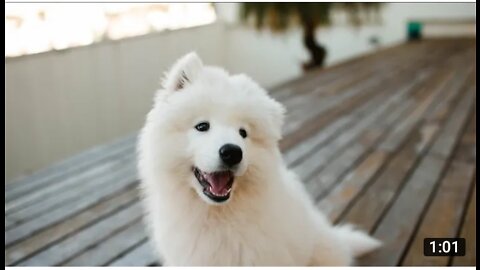 Sweet Dogs $ Funny Dogs - Cut Dogs Videos