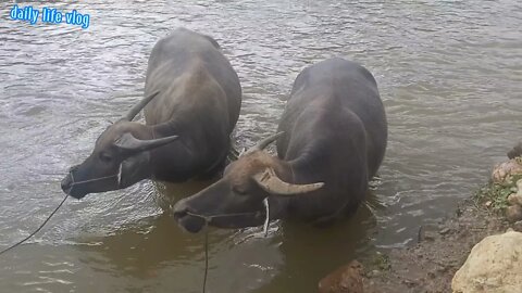Pair of buffalo bathing in streams | daily life vlog