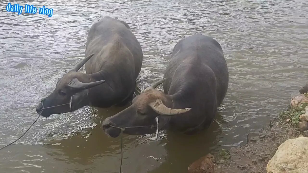 Pair of buffalo bathing in streams | daily life vlog