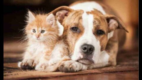 Funny Animals 🤣 Funniest cat and dog 🐶😂😛