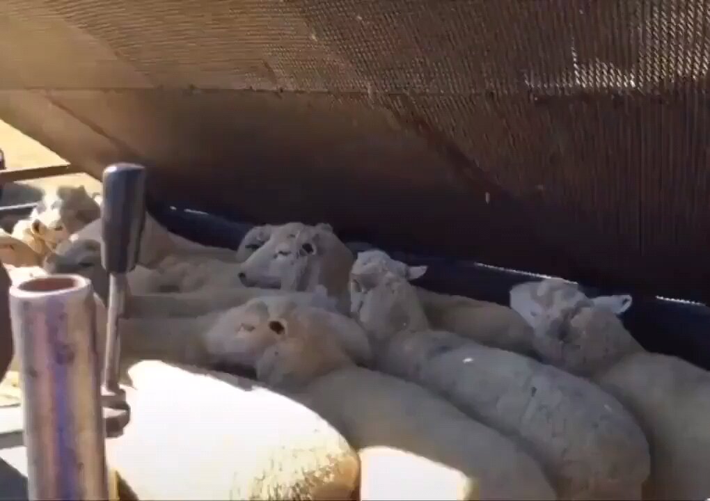 pest removing bath for sheep