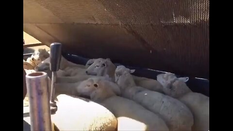 pest removing bath for sheep