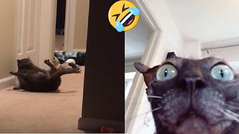 funny cat moment 😂😂😂 trending cat #VIRAL #CAT
