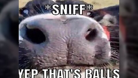Memes That Made Me Laugh, Vol. 5
