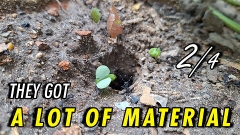 The ants' den was busy that day - 2/4