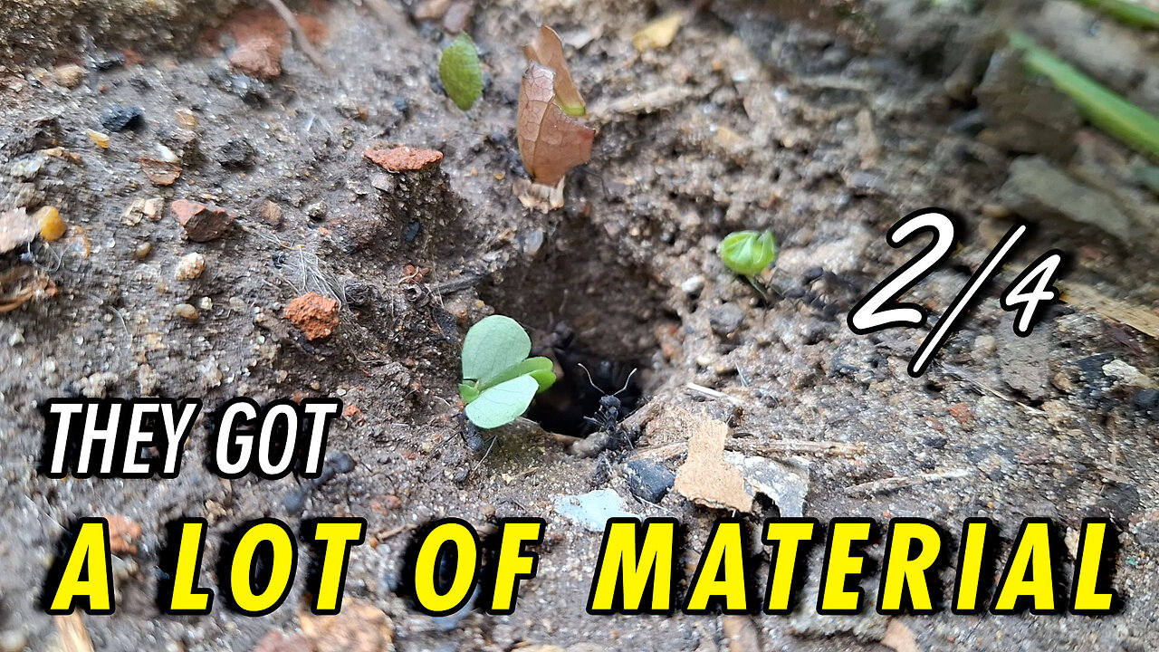 The ants' den was busy that day - 2/4