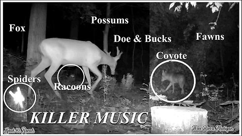 Some trail camera clips set to some good to music.
