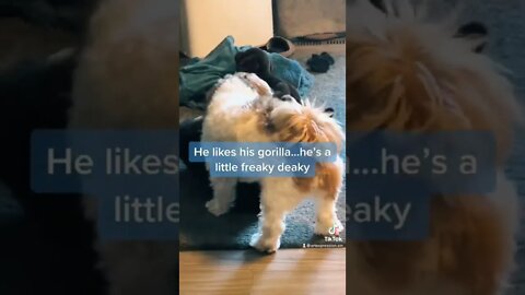 Milo is a pumper #shorts #tiktokviral #tiktokvideos #tiktok2022 #trendingvideos #dankmeme