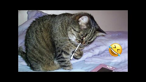 It's To LAUGH When Watching This Video Of T
