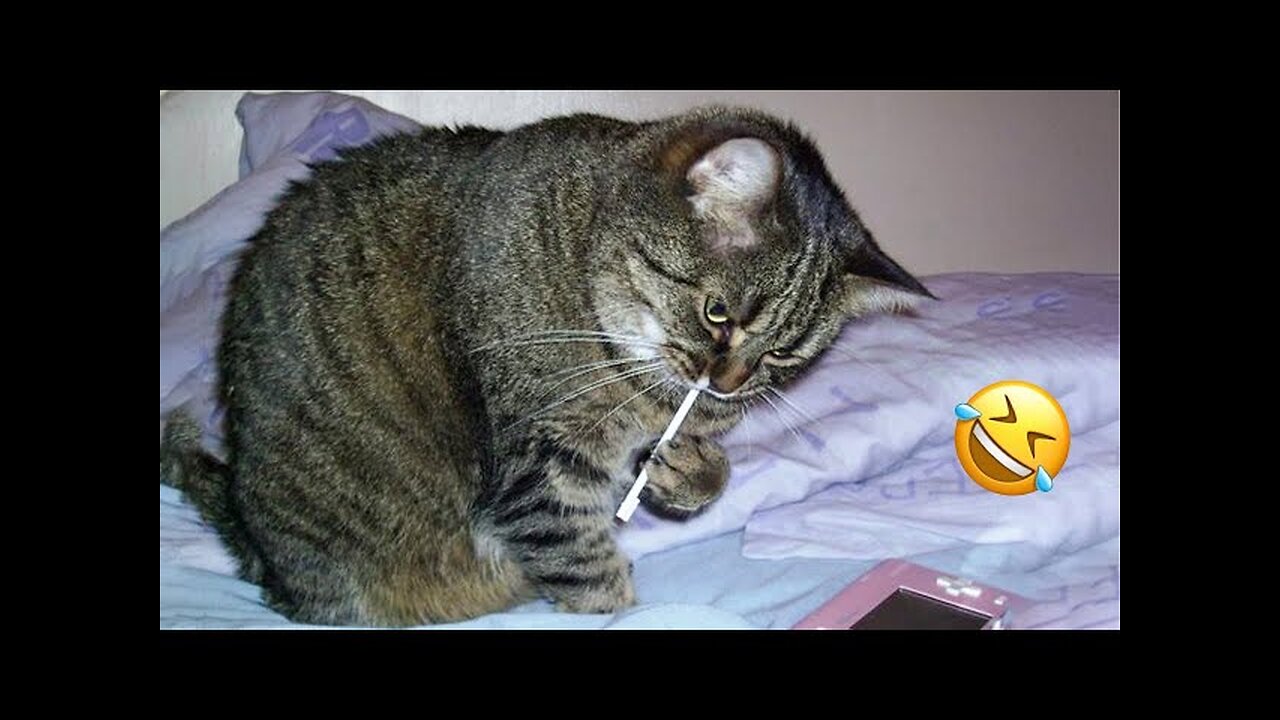 It's To LAUGH When Watching This Video Of T