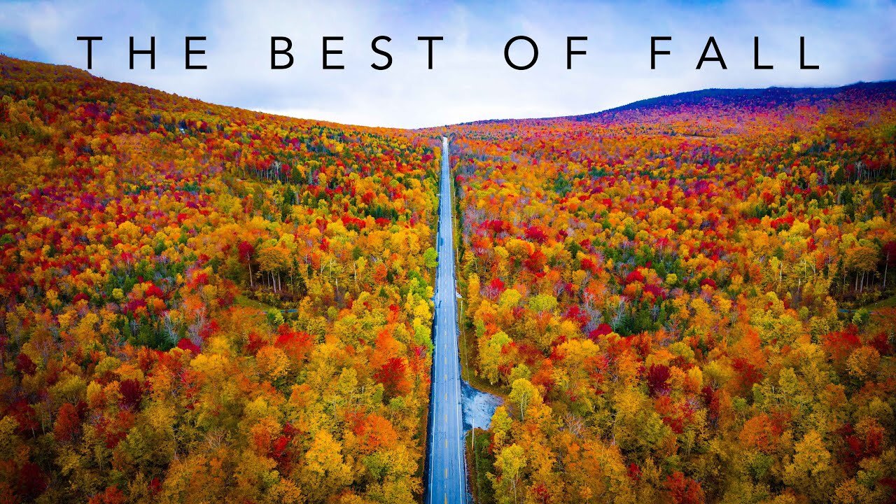 [4K] Autumn Leaves Drone Aerial View Free Stock Footage Free HD Videos - No Copyright