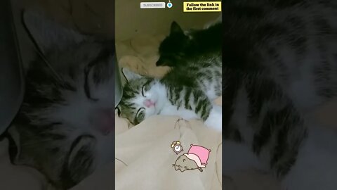 cute cat videos 😹 funny videos 😂 714 😻 #shorts #shortsfunny #cutecat #funnycat #catvideos #catscare