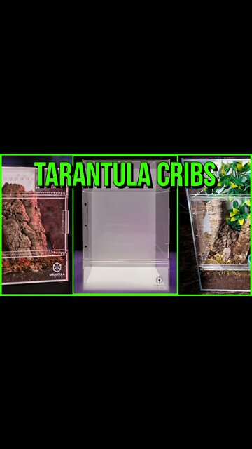Tarantula Cribs Large Treehouse Enclosure #shorts