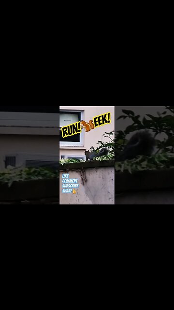 Run!🐿Eek! #squirrel #squirrels #pokemon #pokemongo #pokémon #wildlife #nature #deeznuts #wild