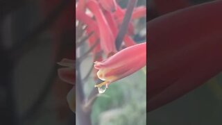 Flower of an Aloe Vera.