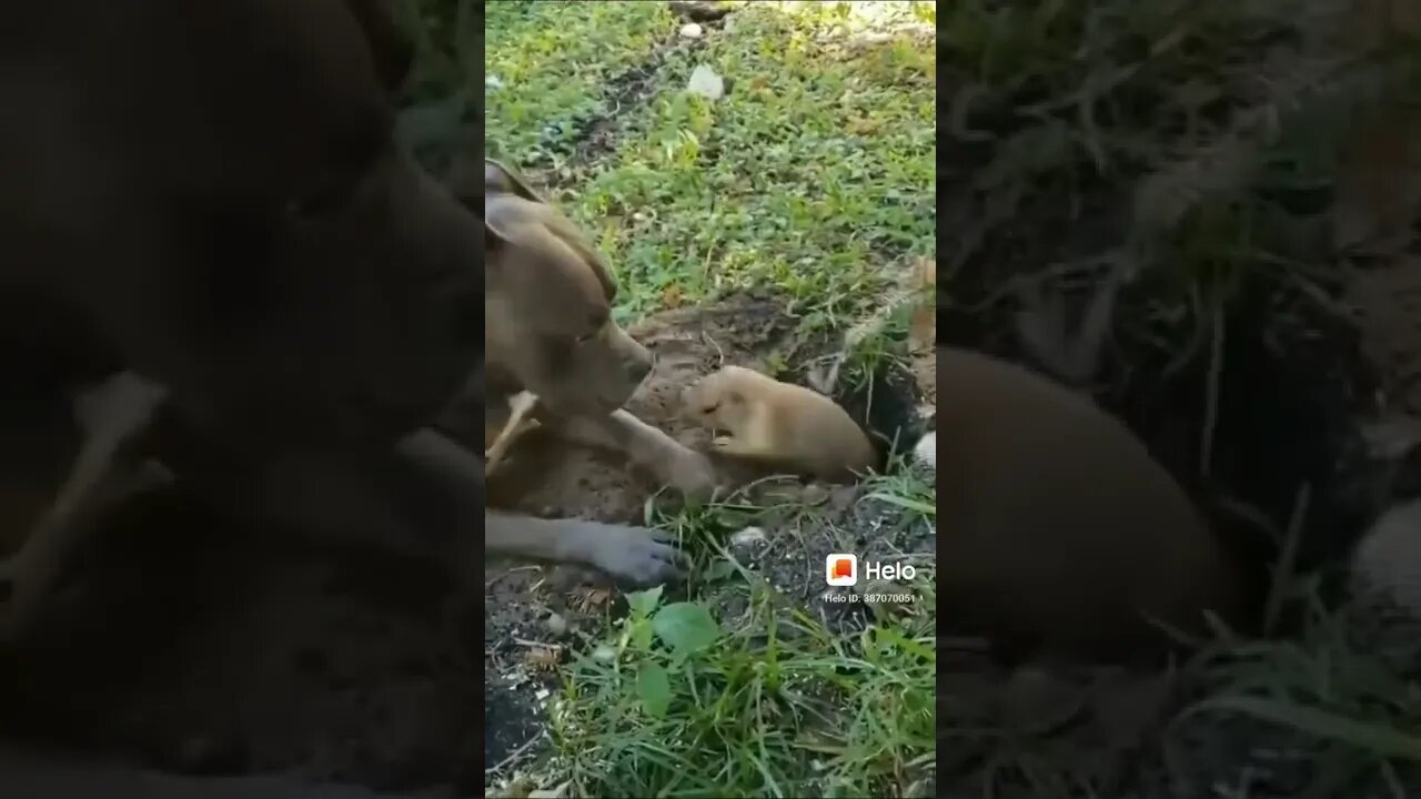 o cão que não gosta de ficar sozinho