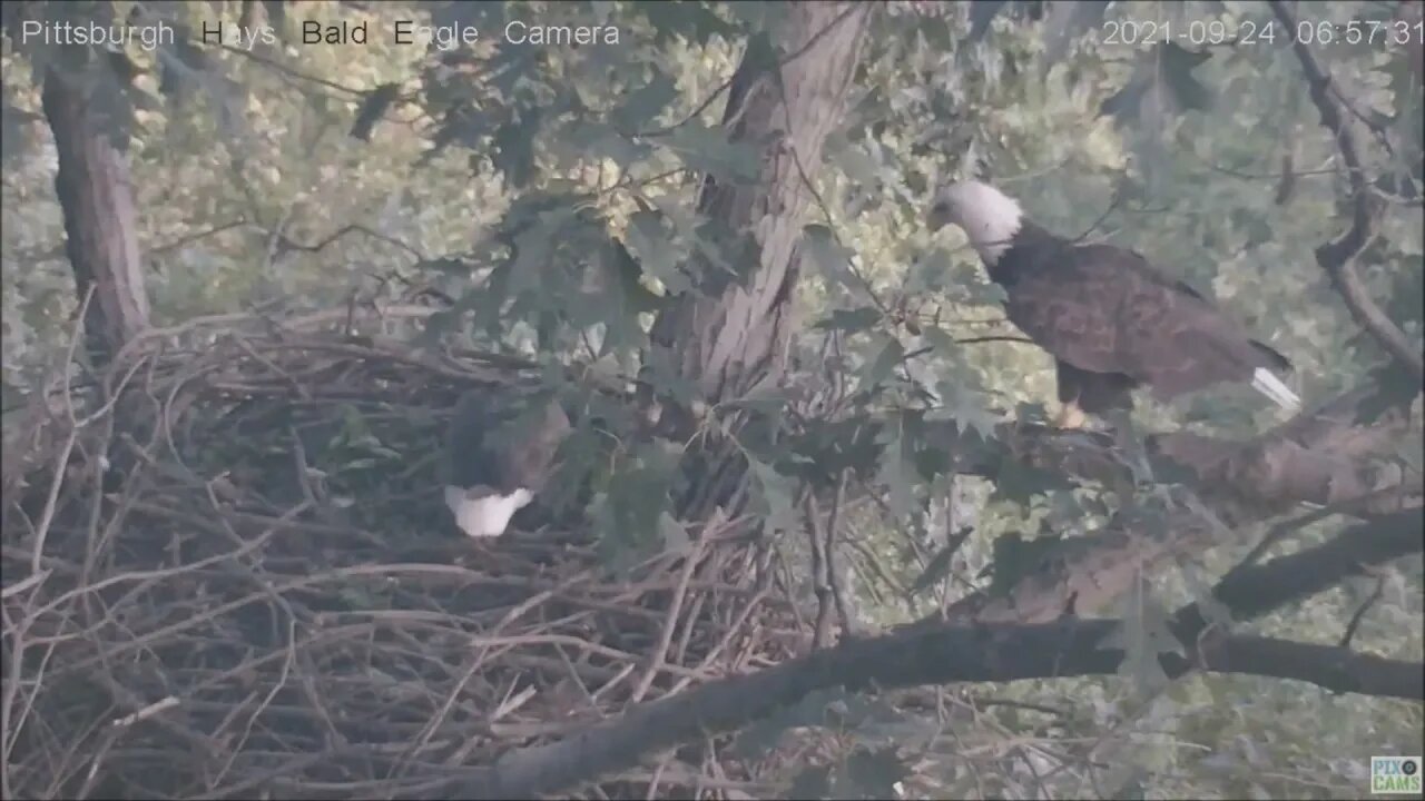 Hays Dad then Mom great fly into nest 9.24.21 6:48 and6:57AM