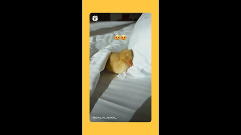 duck