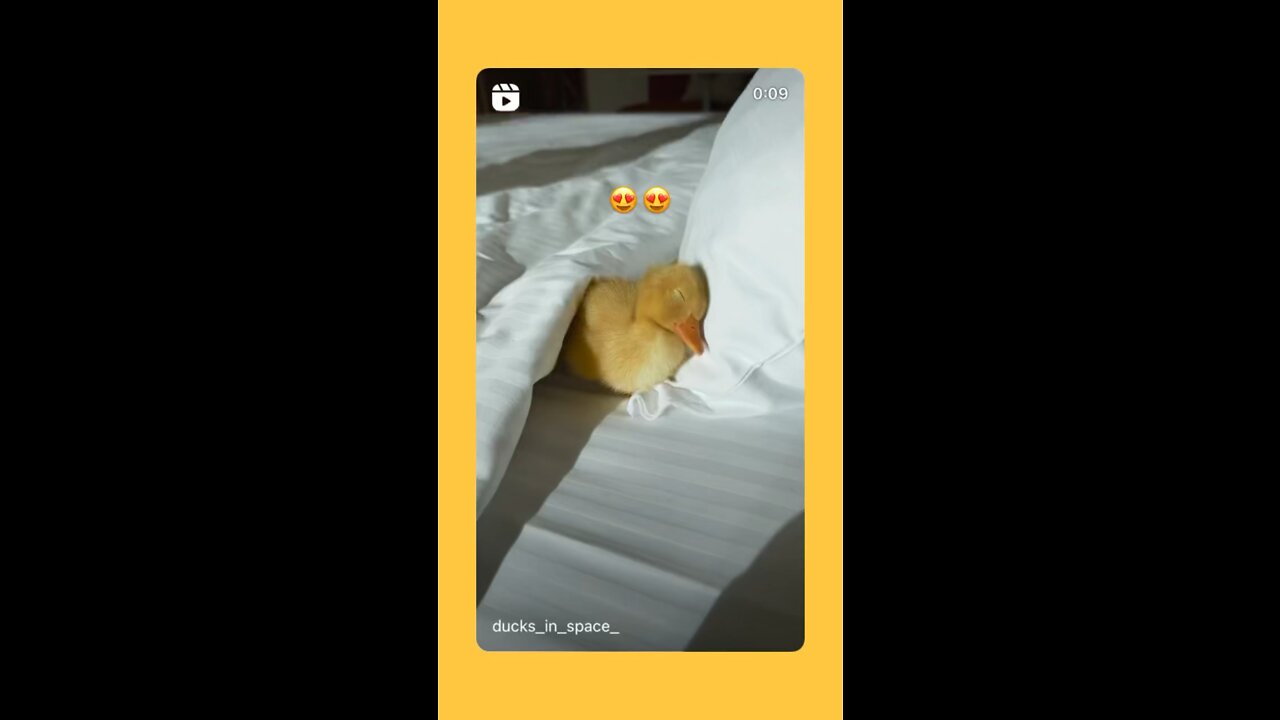 duck