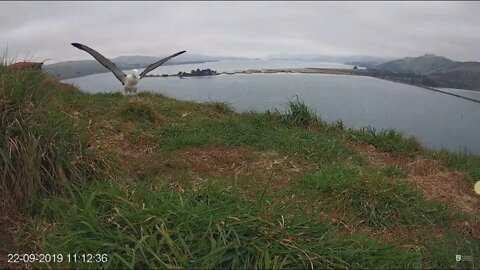 Karere has fledged. She left some time on Sunday morning. 9-22-19