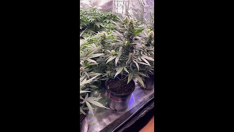 Auto flower week 3 of flower