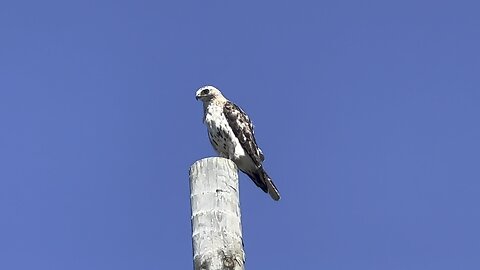 Hawk scanning brush for lunch
