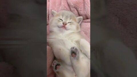 Cute kitten sleeping #shorts #cutecat