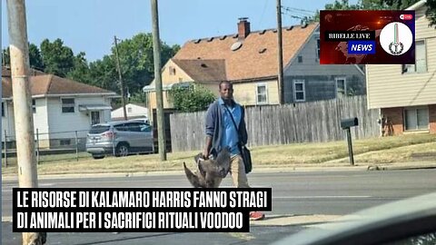 LE RISORSE DI KALAMARO HARRIS FANNO STRAGI DI ANIMALI PER I SACRIFICI RITUALI VOODOO