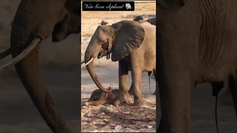 New born elephant 🐘|| Boom Bestie|| #shorts #ytshorts