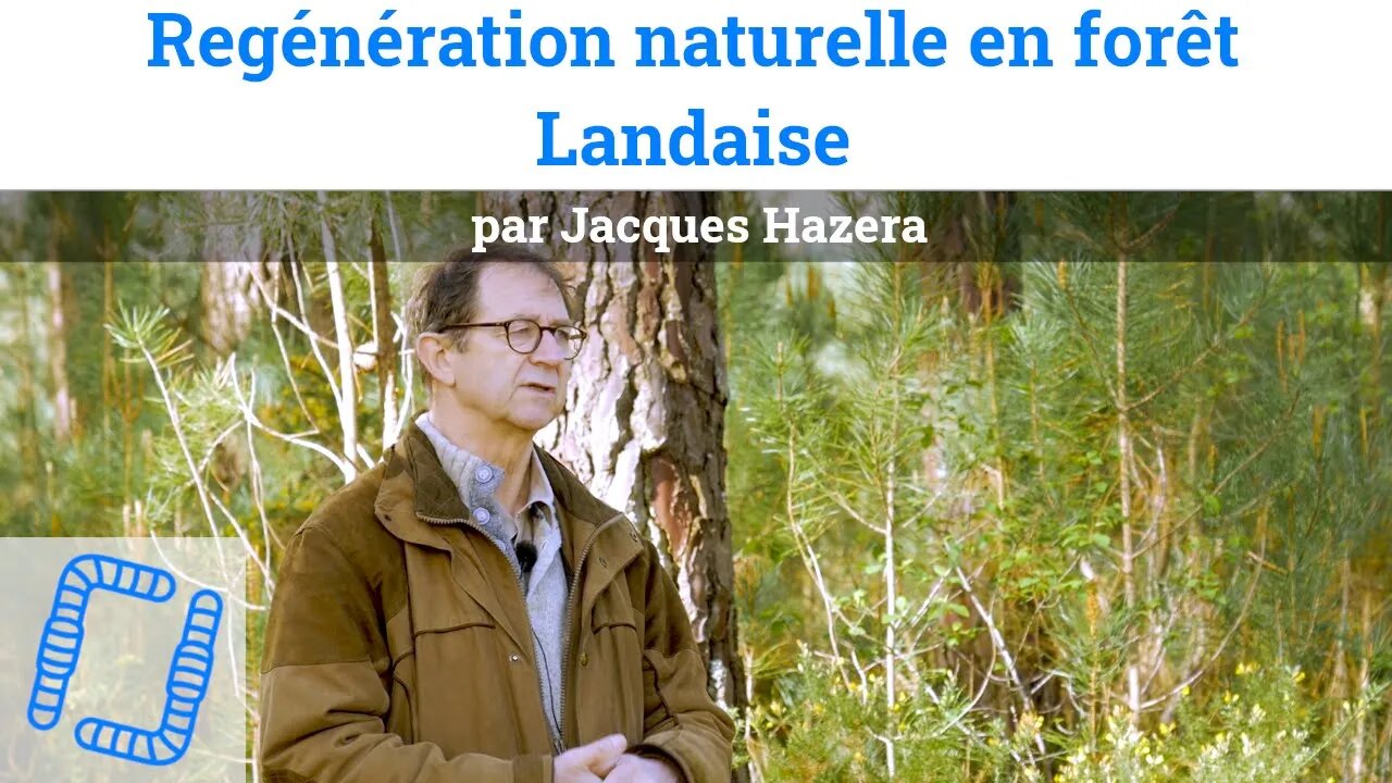 Regénération naturelle en forêt Landaise