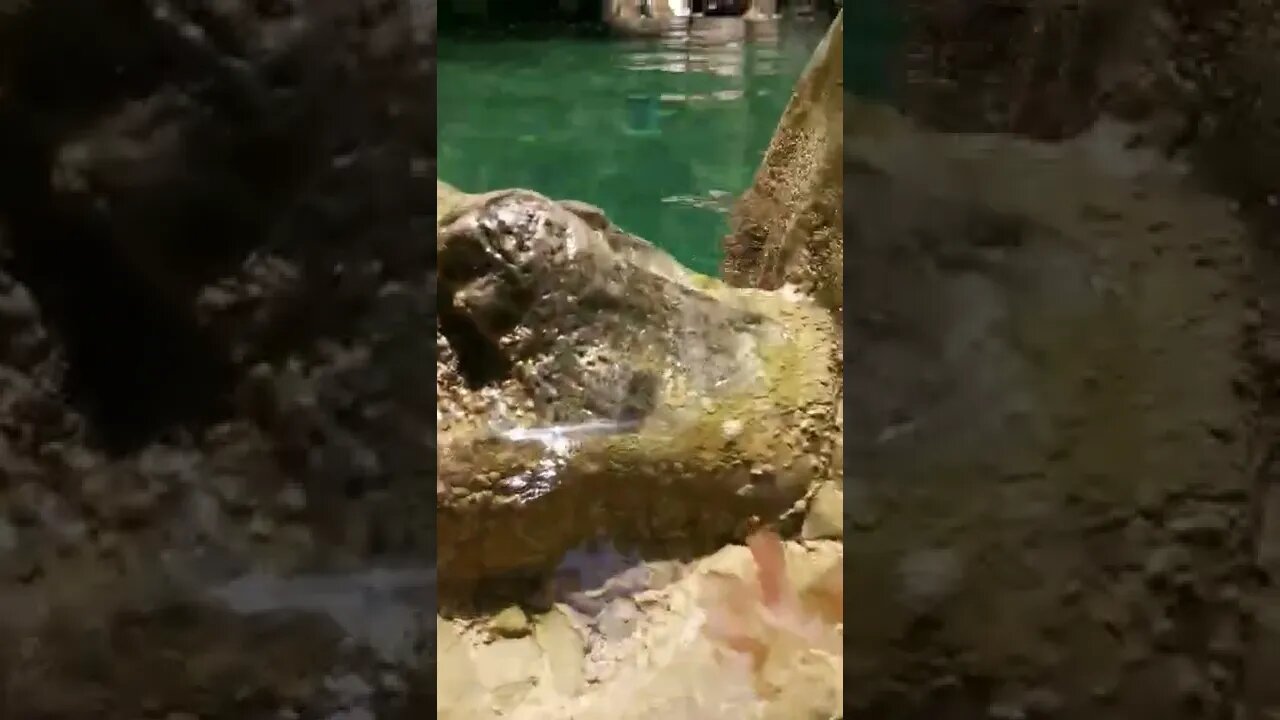 أقشور
