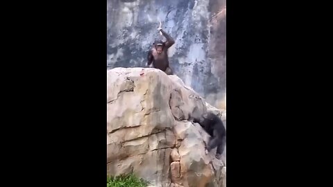 Monkey playing